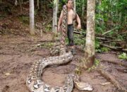Ular Piton Maros Terpanjang di Dunia, Wow !